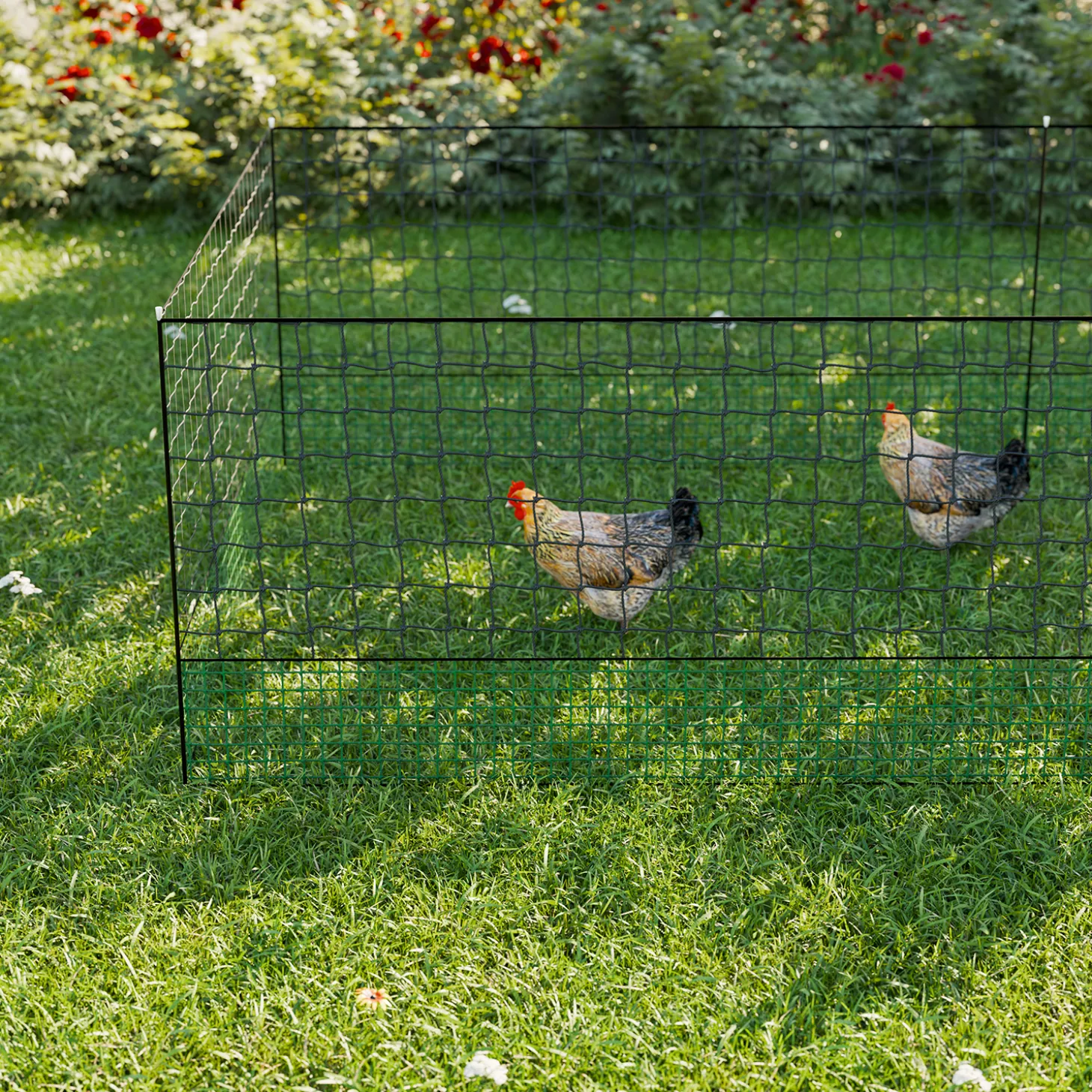 Kit modular de cercado para gallinas